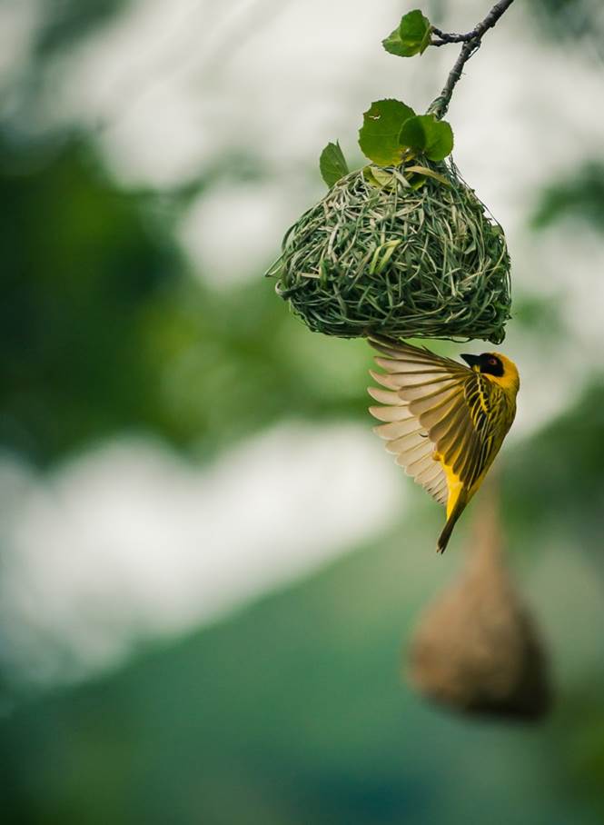 5.Poland – Wojciech Woszczyk – Yellow Weaver